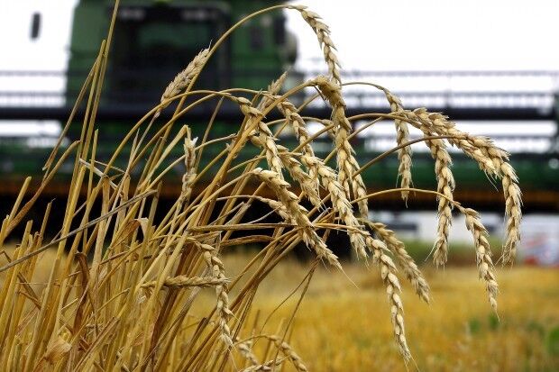 Harvest time